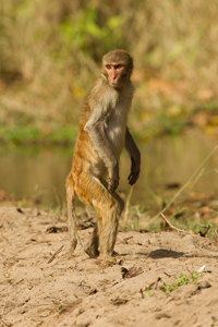 monkey